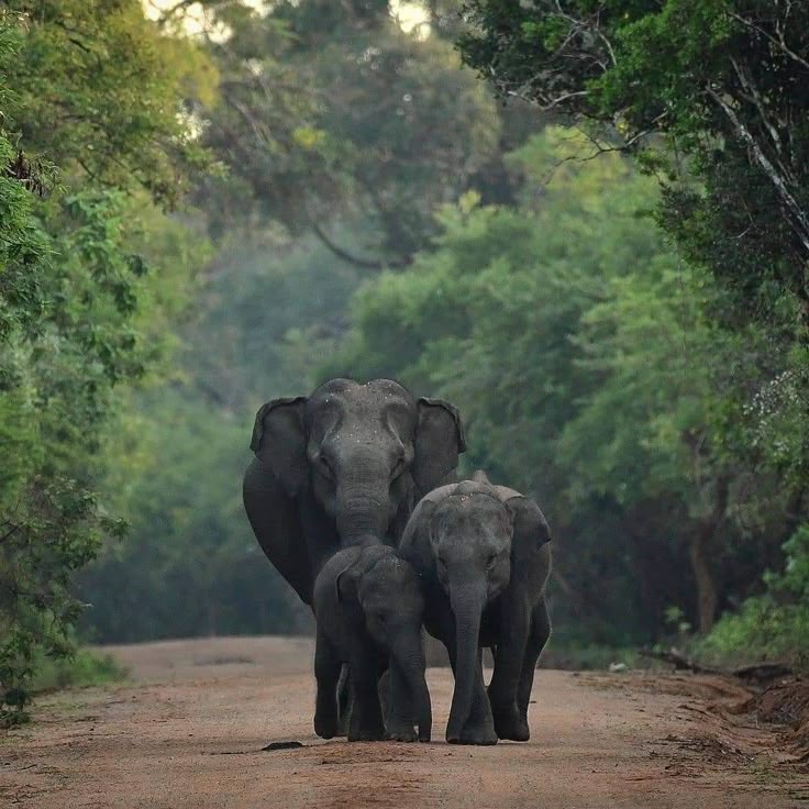 Yala, Sri Lanka