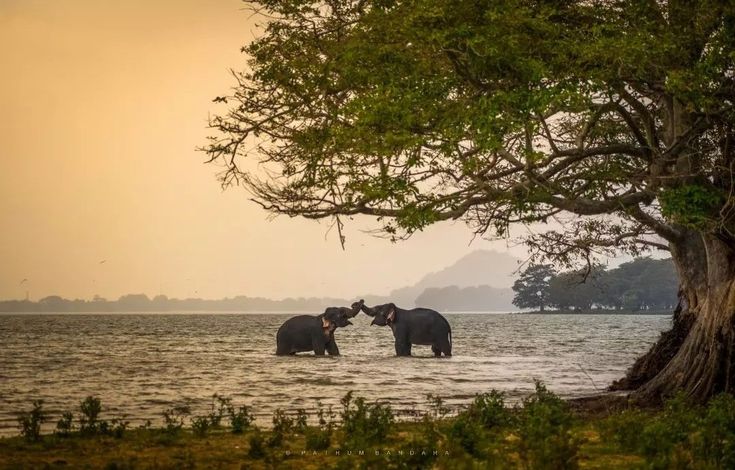 elephants in kalawewa